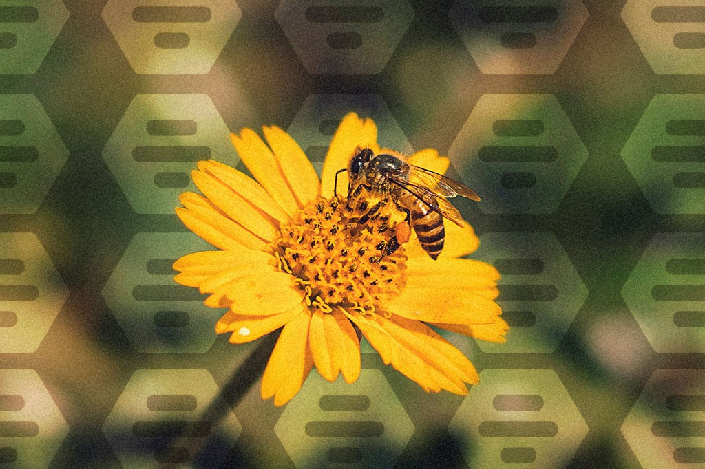 Abelha com listras pretas e amarelas sobre uma flor amarela de pétalas finas, coletando pólen no centro. O fundo verde escuro tem um padrão de logos translúcidos do Bumble